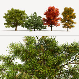 North American Oak Trees Collection North American Oak Trees Collection