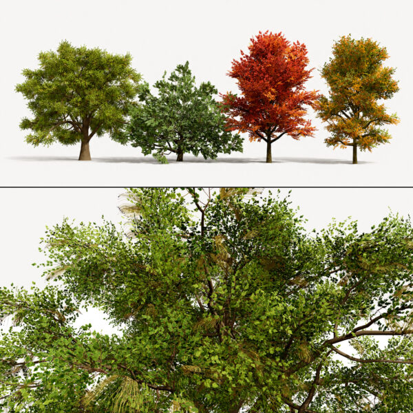 North American Oak Trees Collection