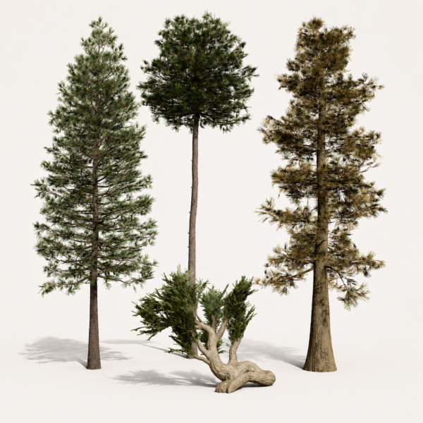 North American Pines Collection North American Pines Collection