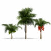 North American Buccaneer Palm North American Buccaneer Palm