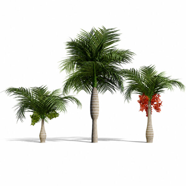 North American Buccaneer Palm North American Buccaneer Palm