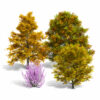 North American Tulip Tree Pack
