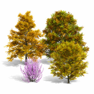 North American Tulip Tree Pack North American Tulip Tree Pack