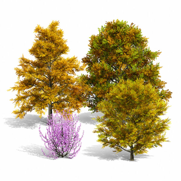 North American Tulip Tree Pack
