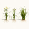 Tiger Nut vegetable plants