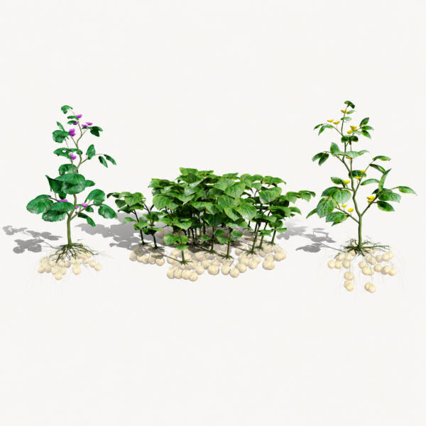 Ullucus Tuberosus Vegetable Plants