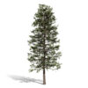1- Eastern White Pine (Pinus strobus