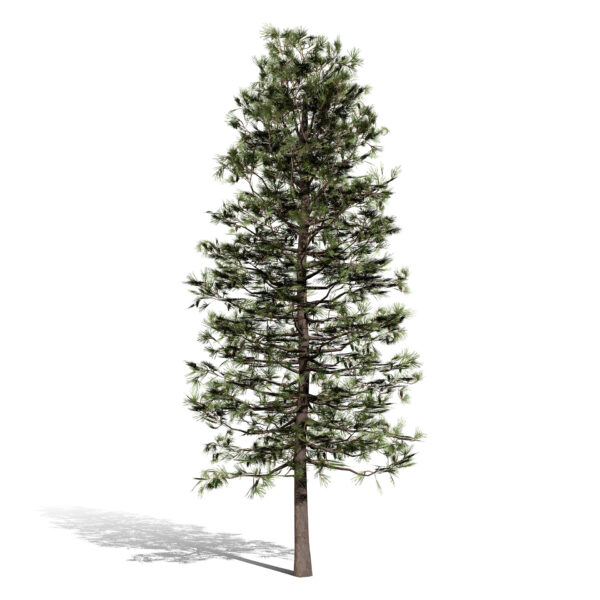 1- Eastern White Pine (Pinus strobus
