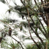 1- Eastern White Pine (Pinus strobus Z3232