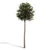 2- Loblolly Pine (Pinus taeda