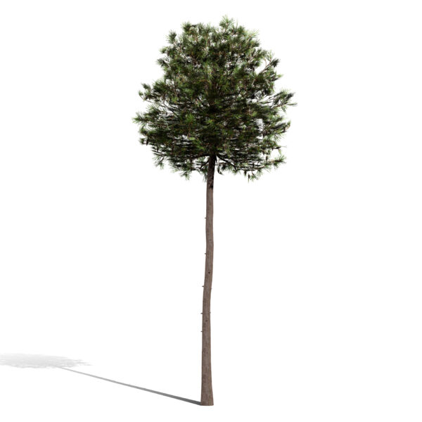 2- Loblolly Pine (Pinus taeda