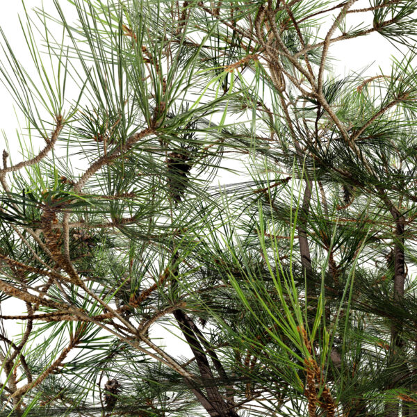 2- Loblolly Pine (Pinus taeda z432
