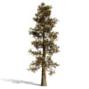 3- Lodgepole Pine (Pinus contorta)