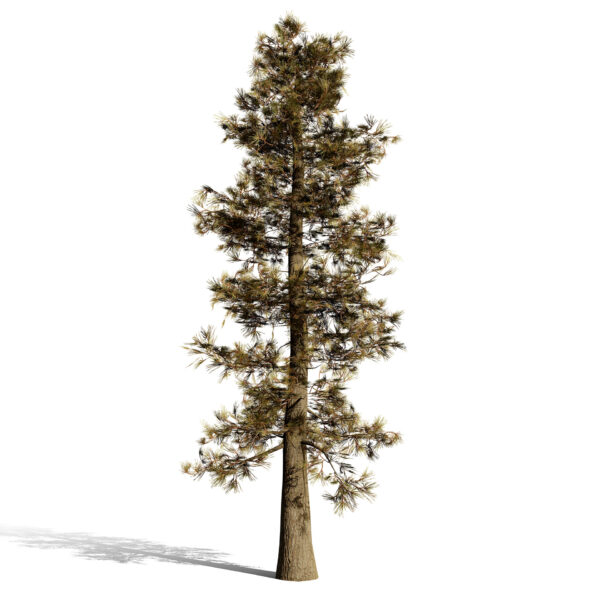 3- Lodgepole Pine (Pinus contorta)