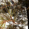 3- Lodgepole Pine (Pinus contorta) z32