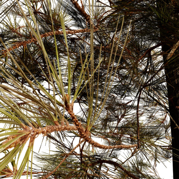 3- Lodgepole Pine (Pinus contorta) z32