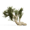 4- Bristlecone Pine (Pinus longaeva
