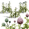 Artichoke Plant (1)