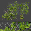 Bean Plant (1)