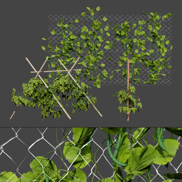 Bean Plant (1)