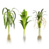 Flander Leek Plant (1)