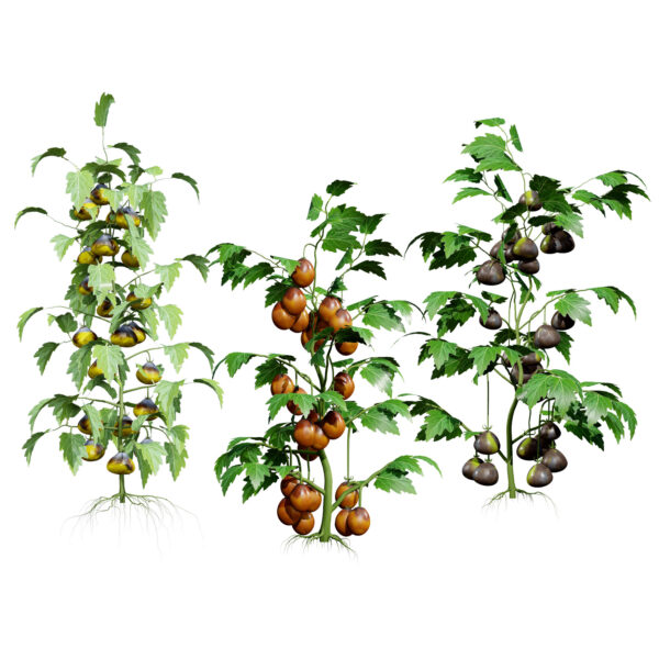 Flanders Contrast Tomato (1)