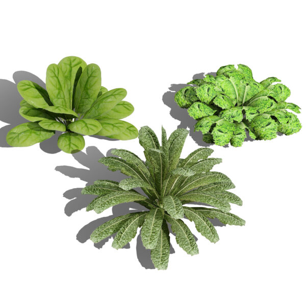 Leafy Greens 3D Pack 02 (1)