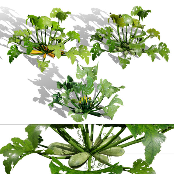 Moroccan Courgette Plant (1)