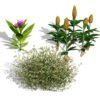 Moroccan Spice Garden (1)