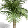 North_American_Buccaneer_Palm_V1 z32