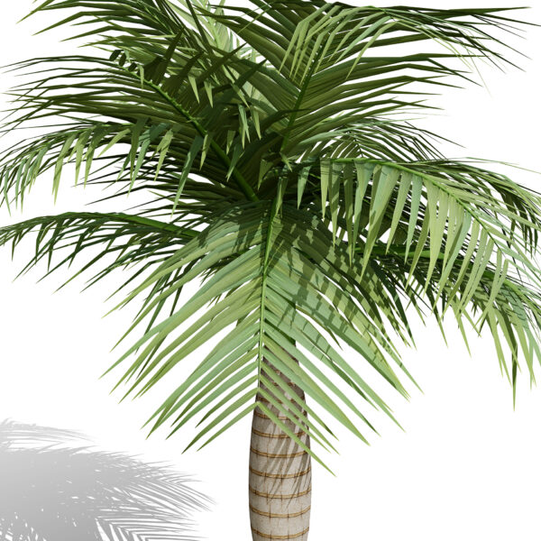 North_American_Buccaneer_Palm_V1 z32