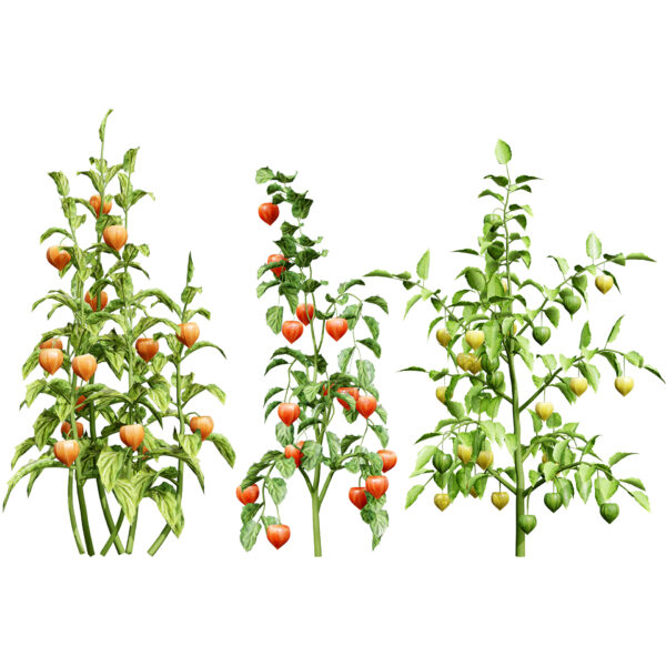 3D Farm & Vegetable Plants Mega Pack – Game 3D Farm & Vegetable Plants Mega Pack – Game