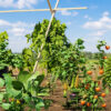vegetable_pack_garden_environment_4k