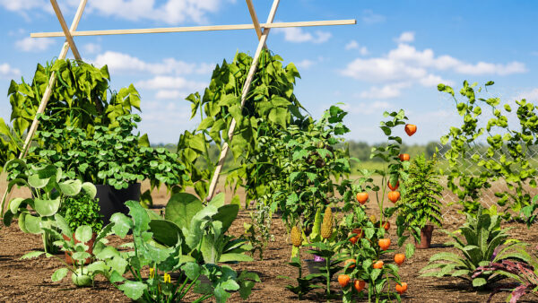 vegetable_pack_garden_environment_4k