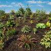 vegetable_plant_pack_environment_4k