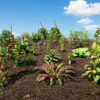 vegetable_plants_pack_ground_environment_4k Farm and Vegetable Plants Game Ready Foliage 3D pack