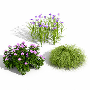 Japanese Garden Plants Collection 02