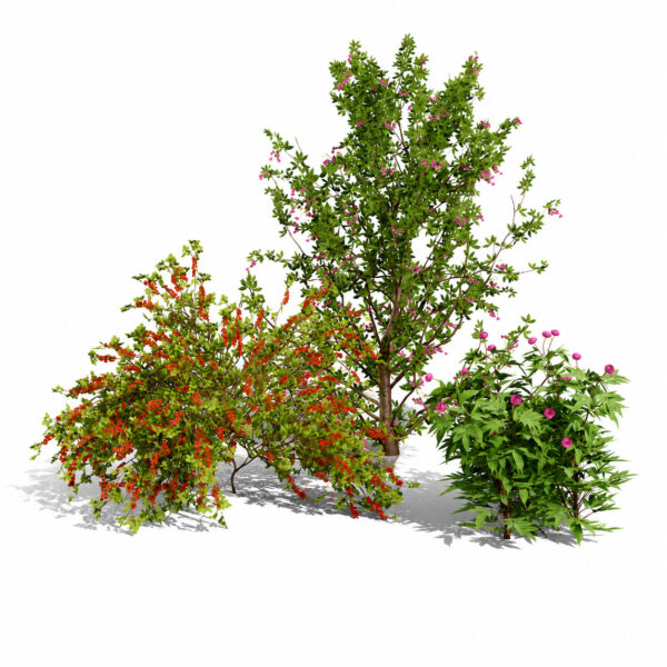 Japanese Garden Plants 03 Japanese Garden Plants 03
