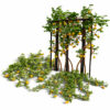 Kiwano Klant Fruit Vegtable Plants Kiwano Klant Fruit Vegtable Plants