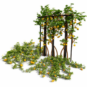 Kiwano Klant Fruit Vegtable Plants Kiwano Klant Fruit Vegtable Plants