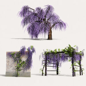 Japanese Wisteria Tree Pack Japanese Wisteria Tree Pack