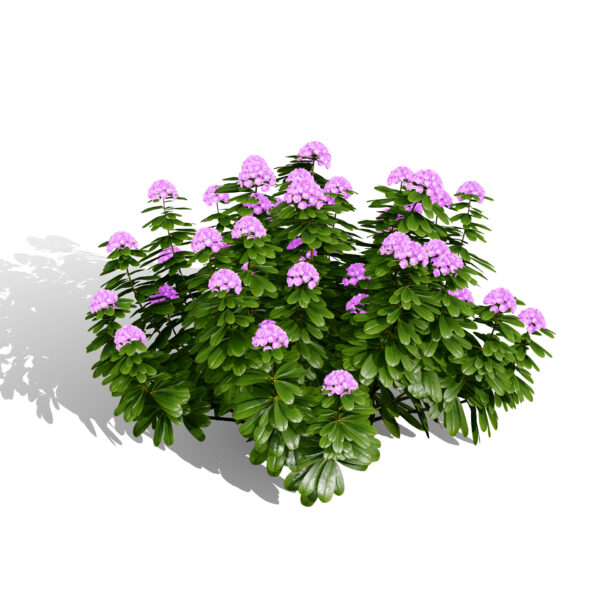 01 Japanese rhododendron