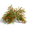 01japanese Chaenomeles japonica