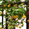 1- bitter Gourd kiwano fruit z342