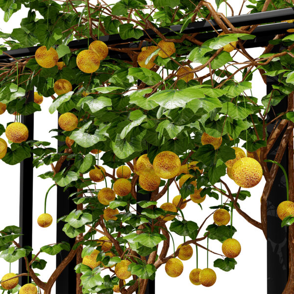 1- bitter Gourd kiwano fruit z342