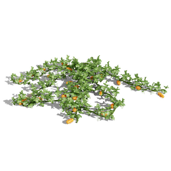 2- kiwano plant ivy