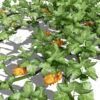2- kiwano plant ivy z324