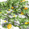 3- african kiwano tree on ground z32