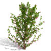 Japanese Enkianthus campanulatus