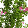 Japanese Enkianthus campanulatus z 02